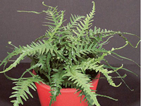 Hardy Fern Asplenium Ebenoides